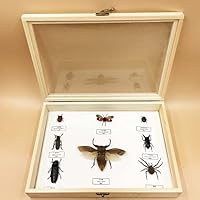 Amazon.co.jp: 本物の昆虫標本、虫標本、蝶標本、昆虫のタキシダーミー